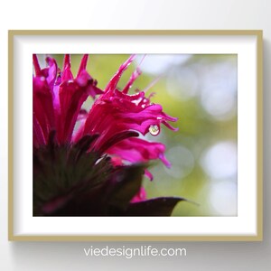 Pink Bee Balm Printable Wall Art | Botanical Photography