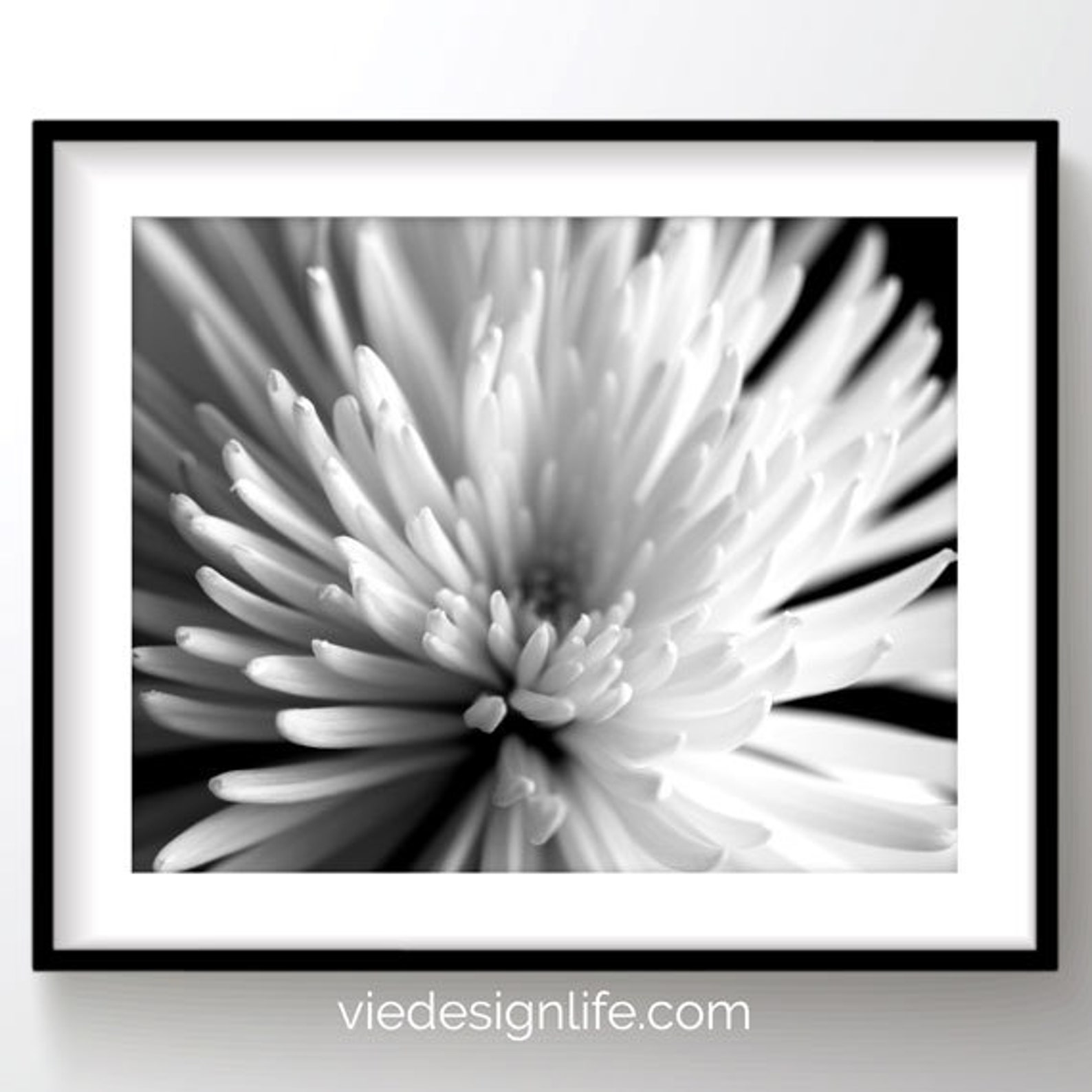 Botanical Printable Wall Art | Black and White Nature Photography - Etsy