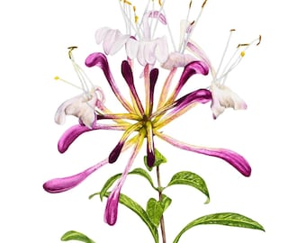 Original Honeysuckle Watercolor Painting: Botanical Fine Art