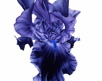Iris Art Print, Botanical Watercolour, Gift for art lovers, Flower Painting, Watercolor, Wall Decor
