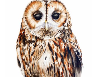 Tawny Owl Watercolor Art Print
