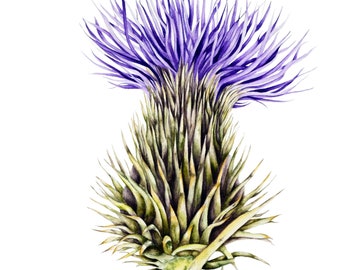 Original Thistle Watercolor Painting: Botanical Fine Art (26x36cms)