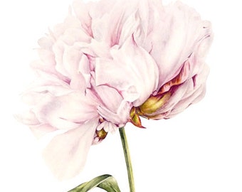 Peony Print, Art Print, Flower Painting, Wall Art, Botanical Peony Painting, Botanical Watercolor, Botanical Illustration, Gift for Her, Art