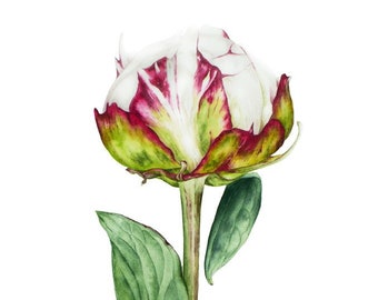 Original Watercolour Painting, Single Peony Botanical Watercolor, Botanical Painting, Illustration,  Pink Flower Watercolor, Modern Art