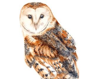 Barn Owl Large fine art print, Owl painting, watercolour owl, bird painting, Bird Art, barn owl, Wall Art, owls, Watercolor Illustration Art