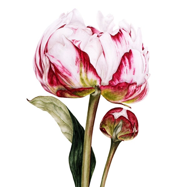 Original Watercolour Painting, Single Peony and Bud  - Botanical watercolor, Botanical illustration, Peony painting, Peony, Pink Flower