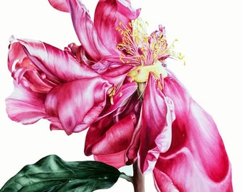 Large Pink Peony Botanical Art Print, Watercolour, Flower Painting, Gift for Her, Wall Art, Flower Print Wall Decor, Botanical Illustration