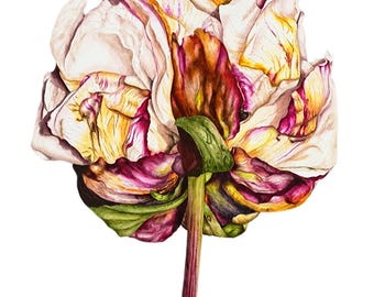 Peony Original Fine Art, Watercolour Painting, Botanical Illustration, Watercolor Art