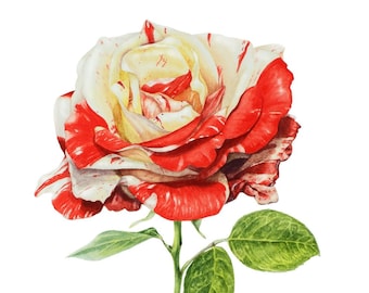 Original Striped Rose Watercolor Painting: Botanical Art