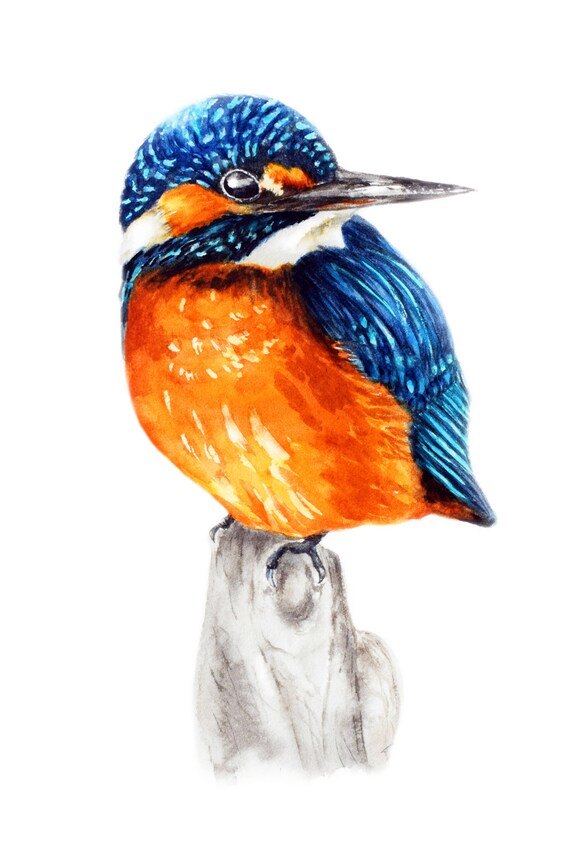 Kingfisher Dom Drukuj Obraz Ogród Ozdoba Ptak Rysunek Sztuka ściana