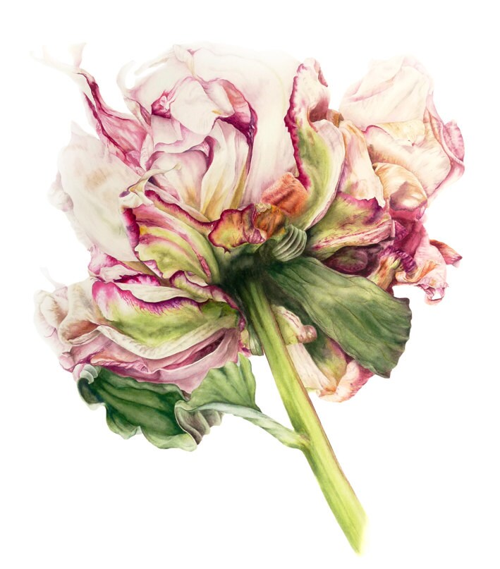 Peony Art Print Home Decor Botanical Prints Fine Art Print