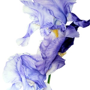 Iris Art Print, Large Botanical Print, Watercolor Print, Gift For Her, Original Painting, Wall Art, Blue iris Painting, Watercolor Flowers,