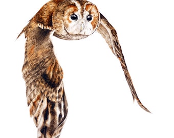 Tawny Owl -  Large fine art print, watercolour painting, owl painting, owl print, owls, tawny owl, birdpainting