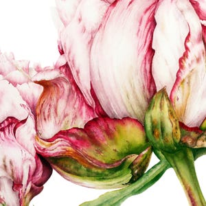 May include: A close-up of a watercolor painting of a pink and white peony flower with green leaves. The petals are soft and delicate, with a hint of red at the edges.