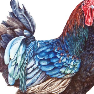 Cockerel Large Fine Art Print, 16 X 11 In, Birds, Bird Painting, Bird ...