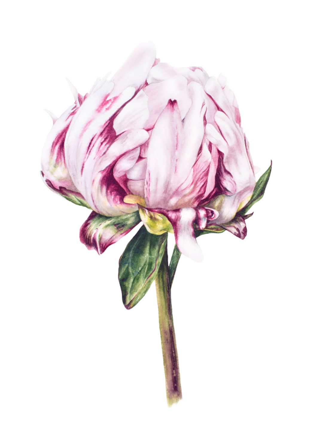 Flower Art Print, Single Peony, Large Archival Botanical Print ...