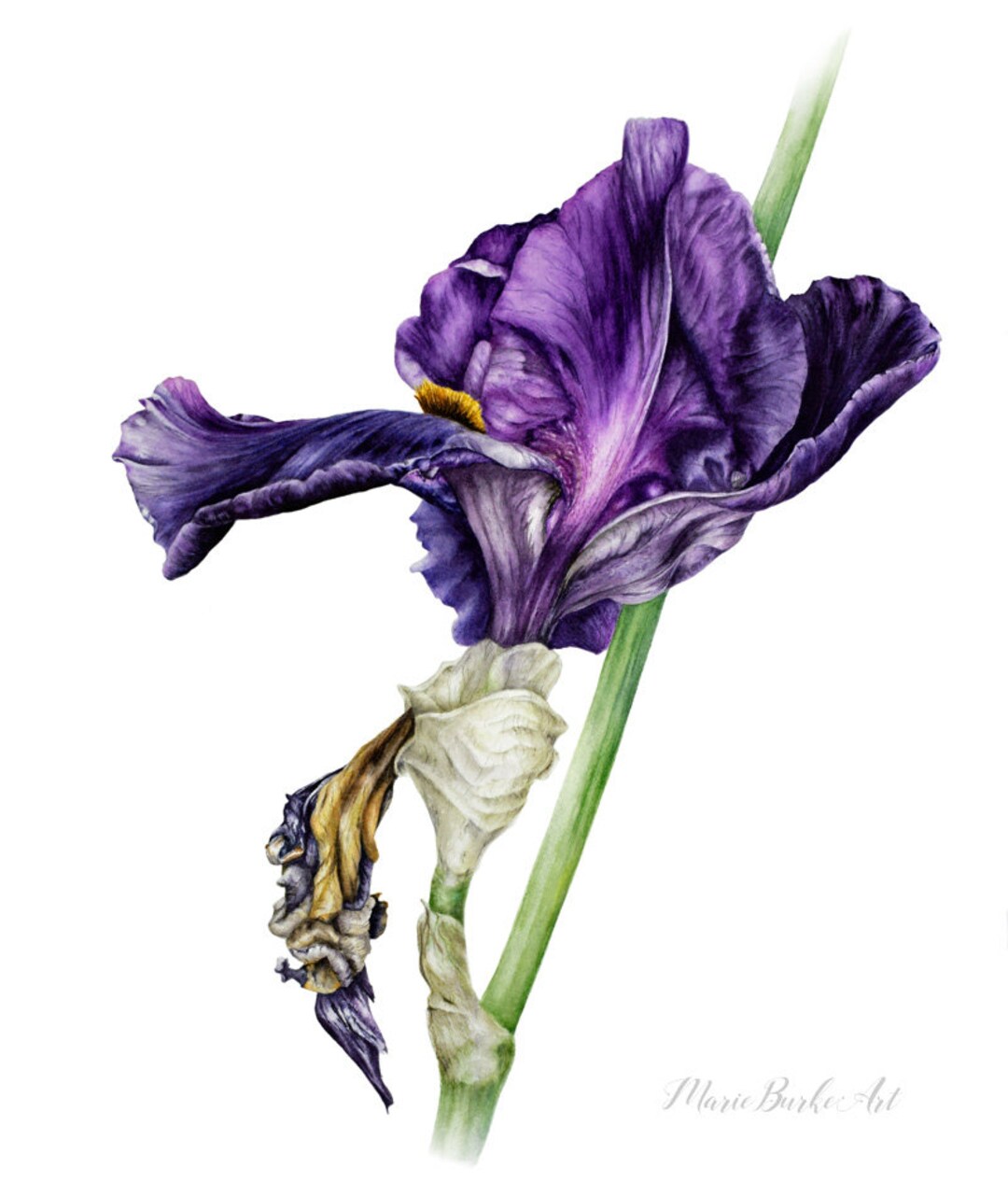Purple Iris Art Print, Large Watercolor Print, Botanical Illustration ...