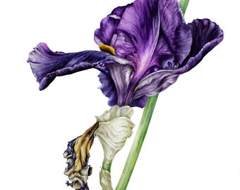 Purple Iris Art Print, Large Watercolor Print, Botanical Illustration Art Prints Gift For Her Wall Art, Flower Painting, Watercolor Flowers