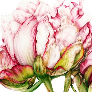 Flower Painting, Botanical Print, Home Decor, Gift for Her, Peony Watercolor Print, Botanical Art, Peony print, Flower Watercolor Painting image 5