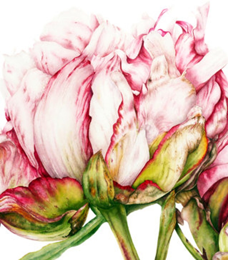 Flower Painting, Botanical Print, Home Decor, Gift for Her, Peony Watercolor Print, Botanical Art, Peony print, Flower Watercolor Painting image 5