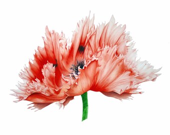 Oriental Poppy Print: Watercolor Flower Painting, Botanical Wall Art