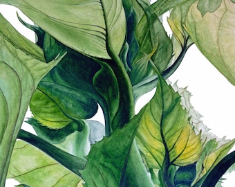 Sunflower Leaves Botanical Print: Watercolor Art Wall Decor