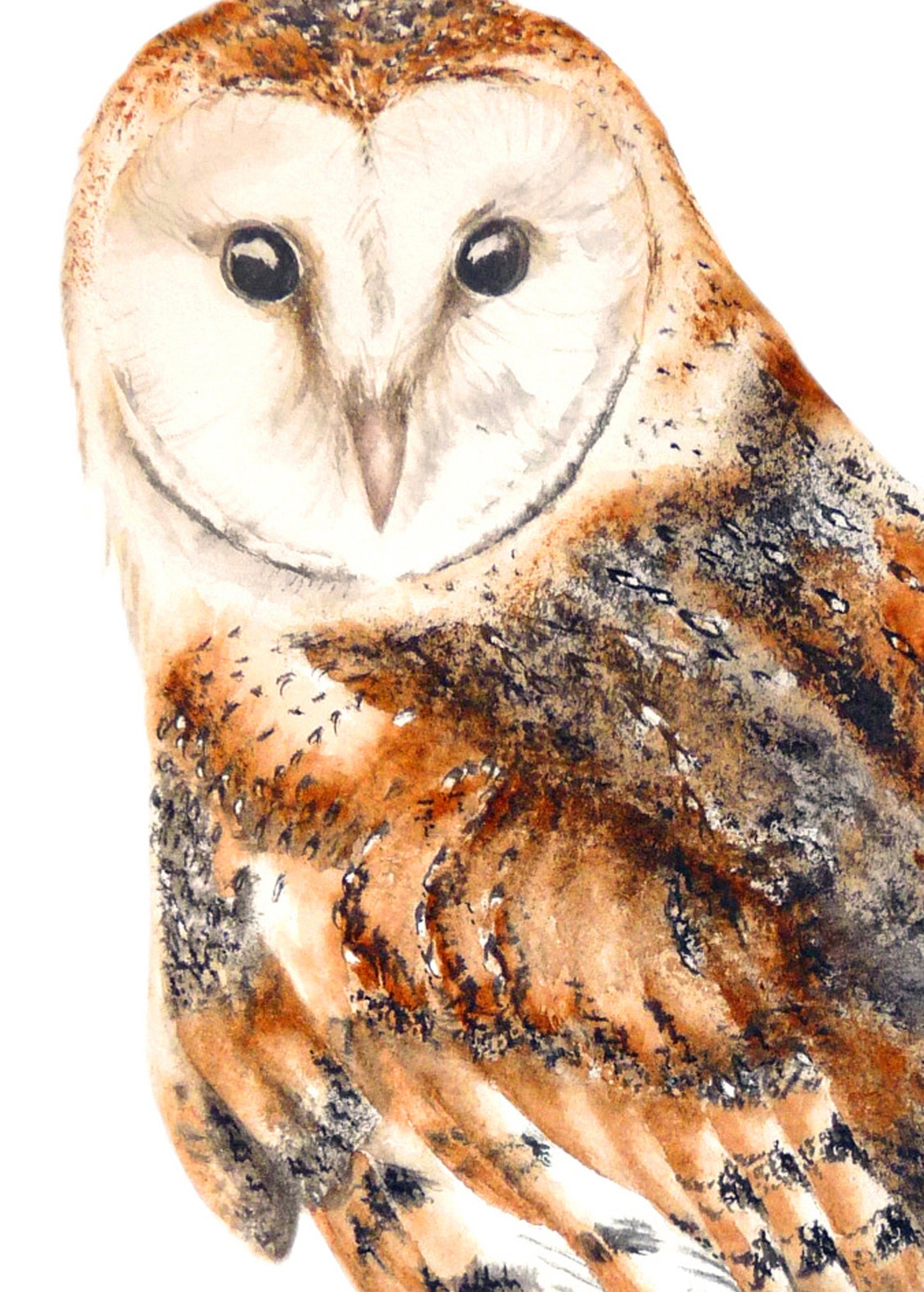Barn Owl Large fine art print Owl painting watercolour owl Etsy