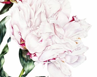 Peony Watercolor Art Print: Large Botanical Illustration