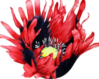Oriental Poppy Original Fine Art, Watercolour Painting, Botanical Illustration, Wall Art, Gift, PoppyPainting, Red Flower Watercolor Art