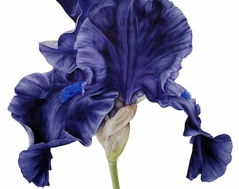 Black Iris Botanical Print: Watercolor Flower Painting, Fine Art Wall Decor