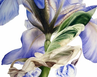 Blue Iris Art Print: Botanical Watercolor Painting, Floral Wall Decor