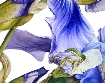 Botanical Art Print,Watercolor Print,Iris,Botanical Illustration,Home Decor,Home Prints,Watercolor Prints,Wall Art,Gifts for Women,Flowers