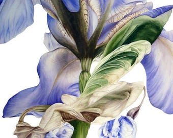 Blue Iris Art Print, Flower Painting, Botanical Print, Wall Decor, Office Decor, Gift for Her,  Botanical Watercolor, Iris Print, FineArt