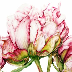 Peony Watercolor Print: Botanical Art, Archival Fine Art Paper image 1