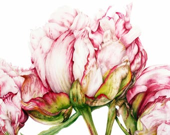 Peony Watercolor Print: Botanical Art, Archival Fine Art Paper