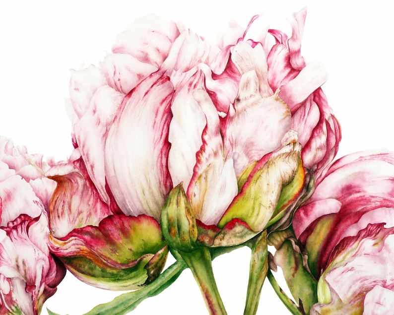 Peony Watercolor Print: Botanical Art, Archival Fine Art Paper image 1