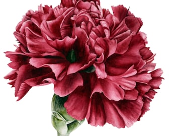 Original Watercolour Painting: Botanical Art, Red Carnation