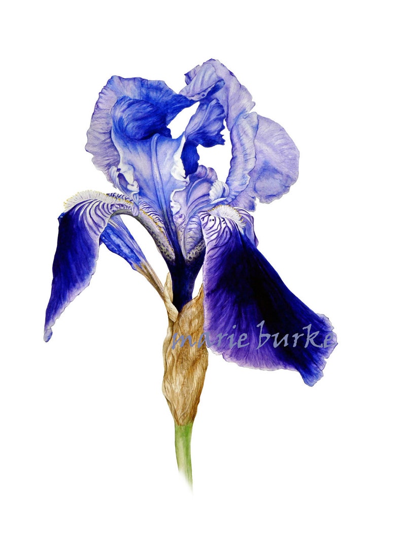 Large Botanical Print, Flower Painting, Botanical Art, Botanical