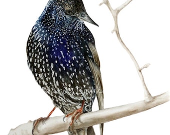 Starling II, watercolour print, wall art,bird paintings, starling watercolour, wildlife painting, bird watercolour