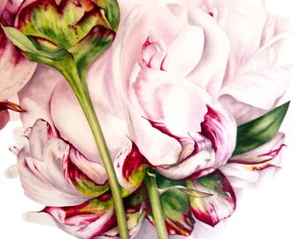 Peony Botanical Art Print: Watercolor Flower Illustration