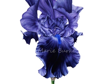 Art Print, Iris, Botanical Print, Gift for Her, Flower Painting, Illustration, Watercolor