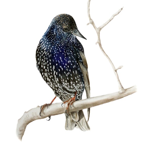 Starling II - fine art print, watercolor bird print