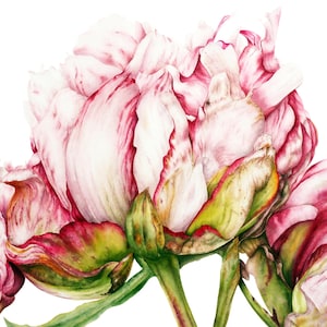 Flower Painting, Botanical Print, Home Decor, Gift for Her, Peony Watercolor Print, Botanical Art, Peony print, Flower Watercolor Painting