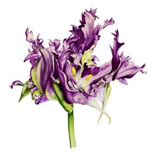 Violette Tulpe Aquarell Malerei, Original Kunst, Botanische Kunst, Aquarell Blumen Malerei, Aquarell, Fine Art, Rokoko Tulpe