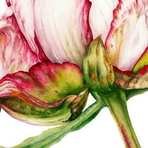 Flower Painting, Botanical Print, Home Decor, Gift for Her, Peony Watercolor Print, Botanical Art, Peony print, Flower Watercolor Painting image 2