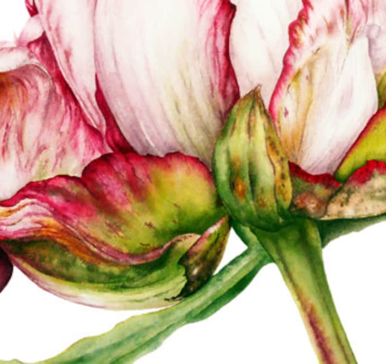 Flower Painting, Botanical Print, Home Decor, Gift for Her, Peony Watercolor Print, Botanical Art, Peony print, Flower Watercolor Painting image 2