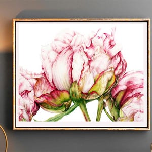 May include: A watercolor painting of pink peonies with green leaves and stems on a white background.