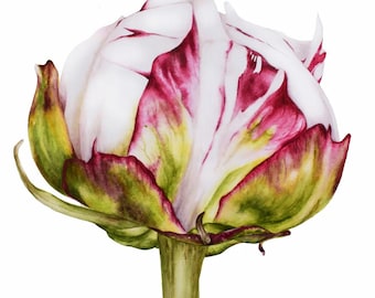 Peony Original Fine Art, Watercolour Painting, Botanical Illustration, Watercolor Art