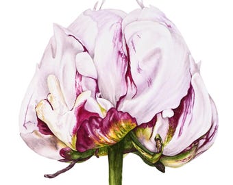 Peony Original Fine Art, Watercolour Painting, Botanical Illustration, Watercolor Art