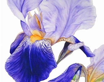 Purple Iris Watercolor Print: Botanical Wall Art